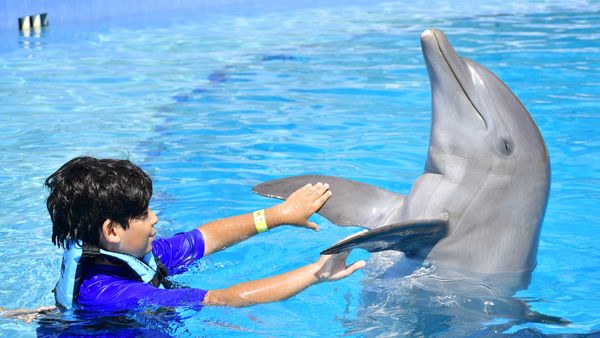 Playa del Carmen Maroma - Dolphin Royal Connection: nada con delfines — 4