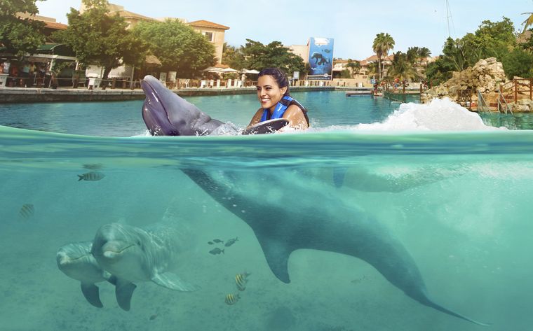 Dolphin Connection: nado con delfines en Puerto Aventuras