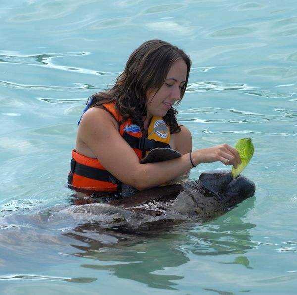 Manatee Encounter en Isla Mujeres: nada y convive con manatíes — 4