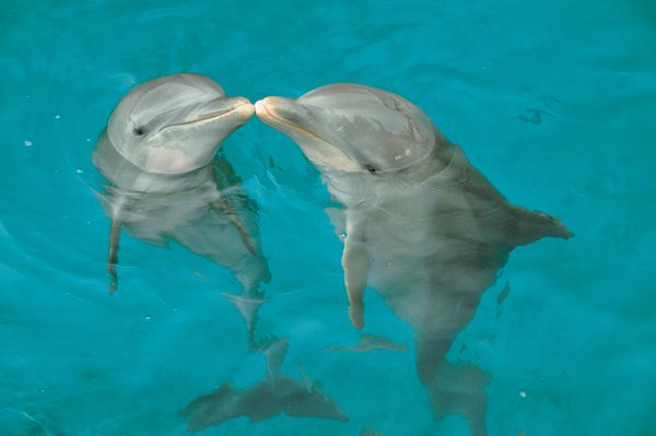 Dolphin Royal Connection Puerto Aventuras — 5