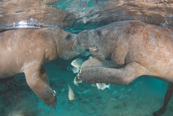 Manatee Encounter en Isla Mujeres: nada y convive con manatíes — 2