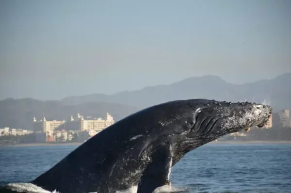 Los Veranos Canopy and Adventure Park: Avistamiento de ballenas en Vallarta — 2
