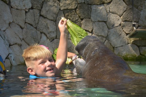 Manatee Encounter en Isla Mujeres: nada y convive con manatíes — 5