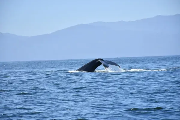 Los Veranos Canopy and Adventure Park: Avistamiento de ballenas en Vallarta — 4