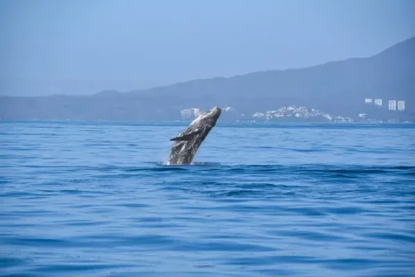 Los Veranos Canopy and Adventure Park: Avistamiento de ballenas en Vallarta — 3