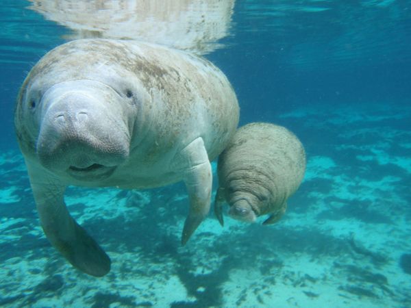 Manatee Encounter en Cozumel: nado con manatíes y Parque Chankanaab — 5