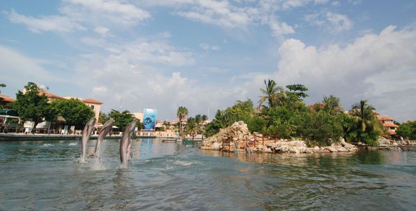 Dolphin Connection: nado con delfines en Puerto Aventuras — 3