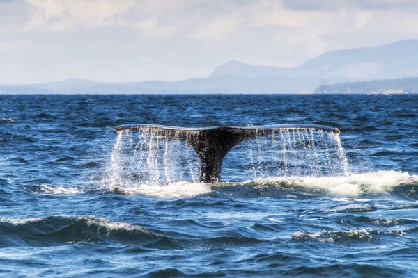 Avistamiento de ballenas en Vallarta — 5