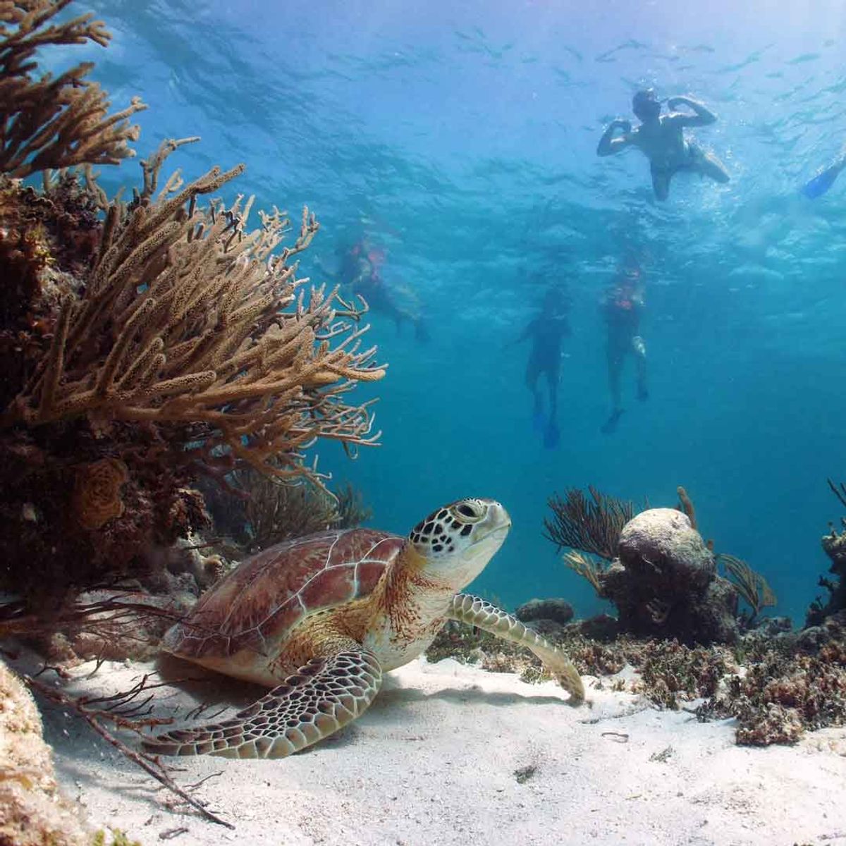 Tour a Tulum, cenotes y nado con tortugas — 1