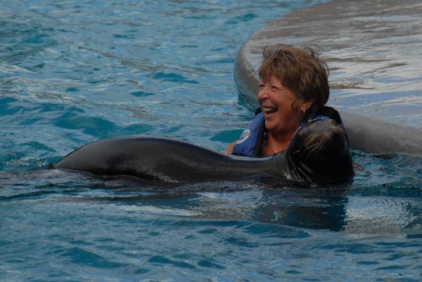 Sea Lion Discovery at Cozumel: interactúa con lobos marinos — 4