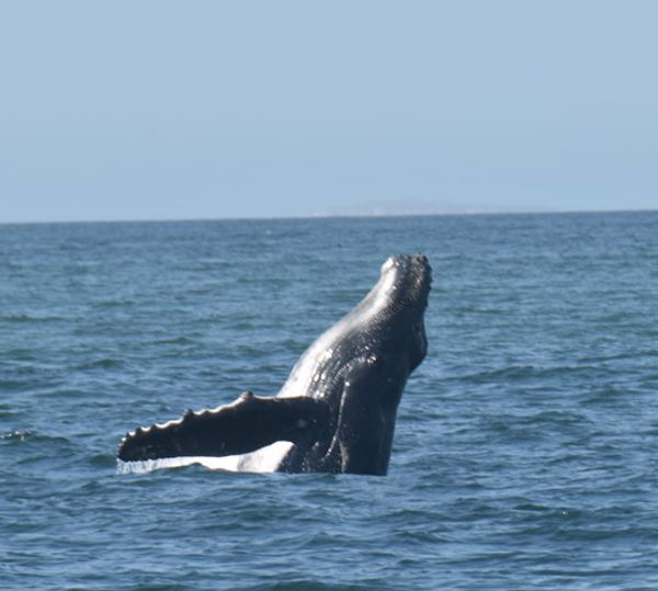 Avistamiento de ballenas en Vallarta — 3