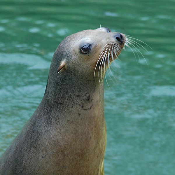 Sea Lion Discovery at Cozumel: interactúa con lobos marinos — 2