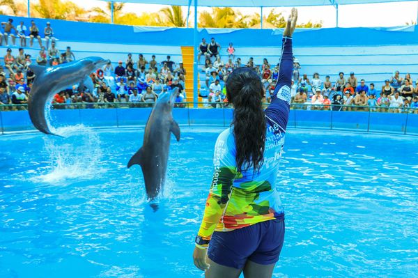 Dolphin Emotions + Parque Acuático: delfines y aventura en Vallarta — 2