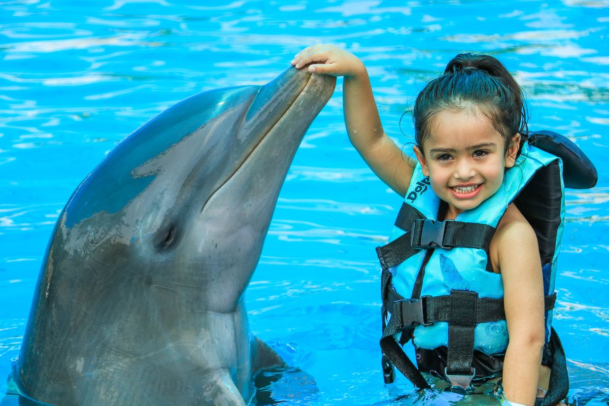 Encuentro con Delfines + Parque Acuático en Puerto Vallarta — 1