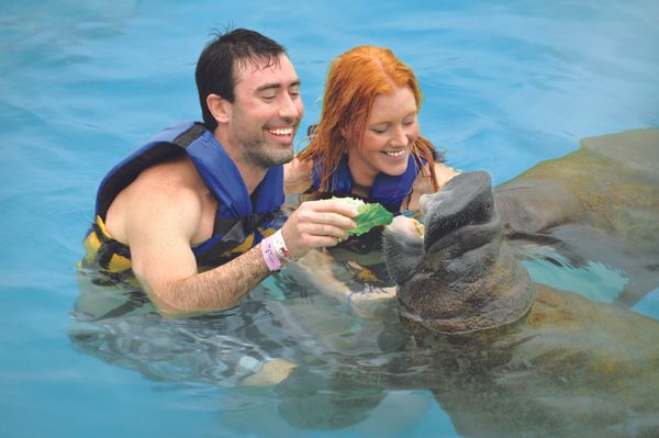 Manatee Encounter en Cozumel: nado con manatíes y Parque Chankanaab — 2