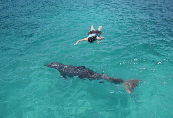 Isla Mujeres: Dolphin Royal Connection — 5