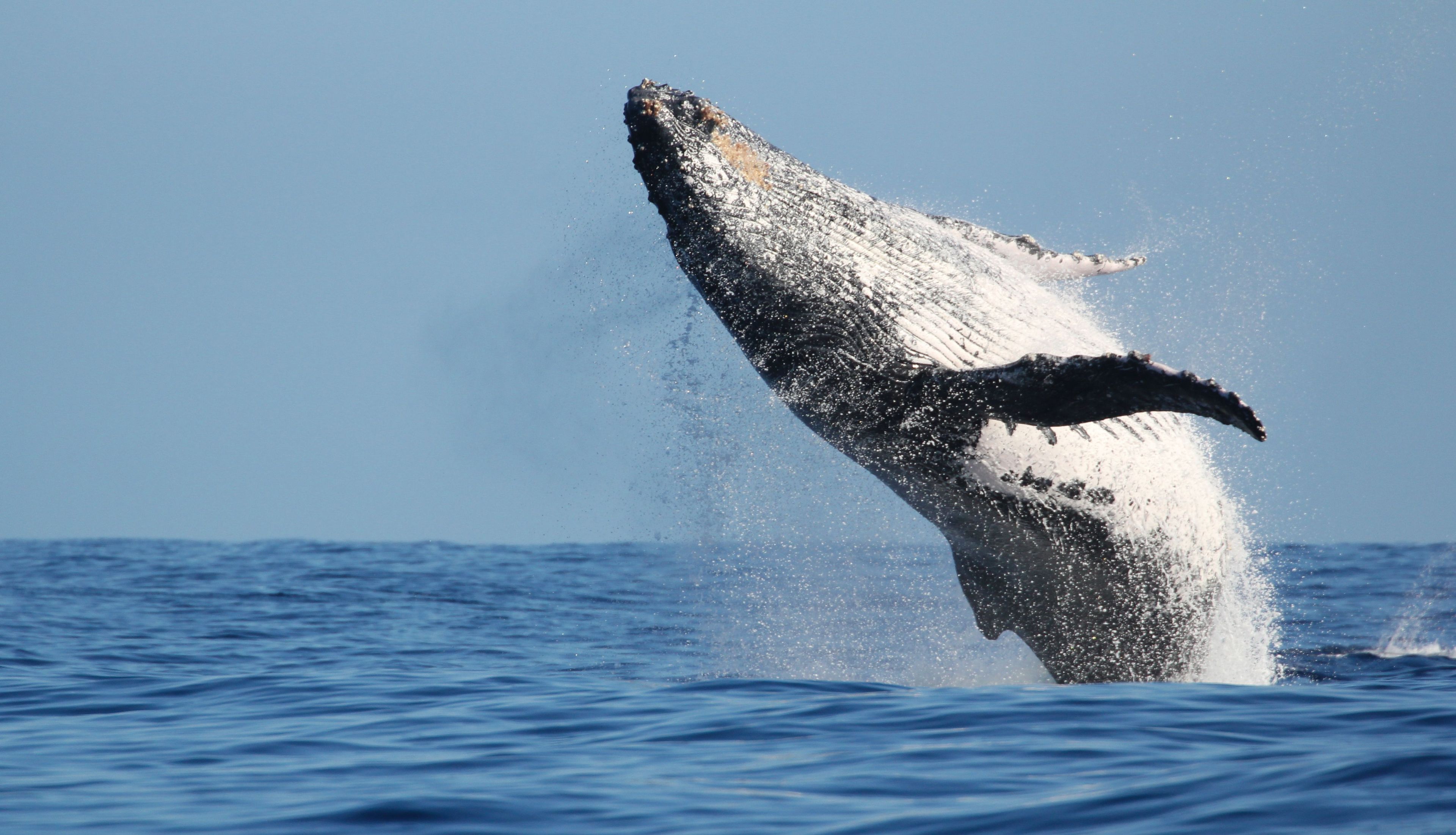 Avistamiento de ballenas en Vallarta