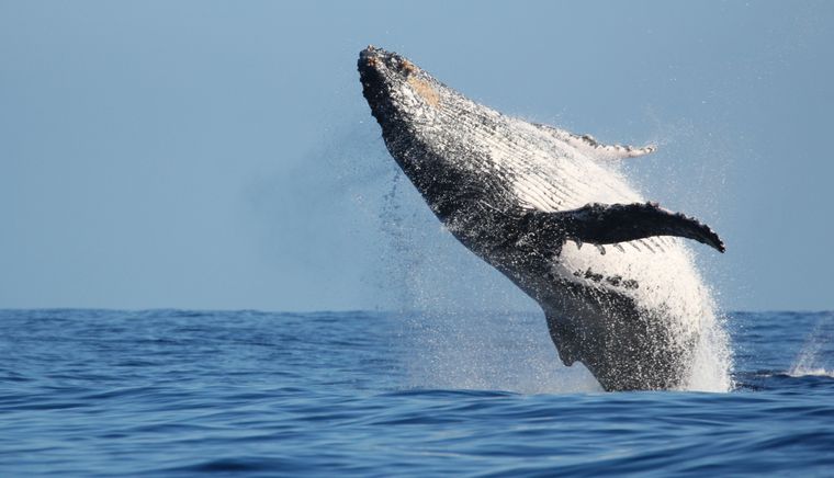 Avistamiento de ballenas en Vallarta