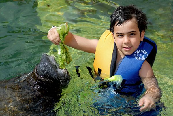 Manatee Encounter en Cozumel: nado con manatíes y Parque Chankanaab — 4