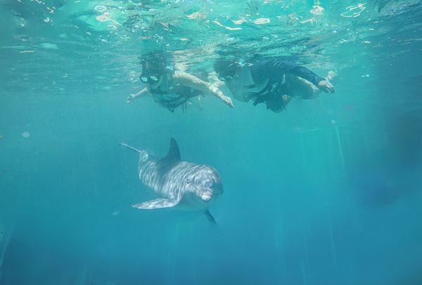 Isla Mujeres: Dolphin Royal Connection — 4