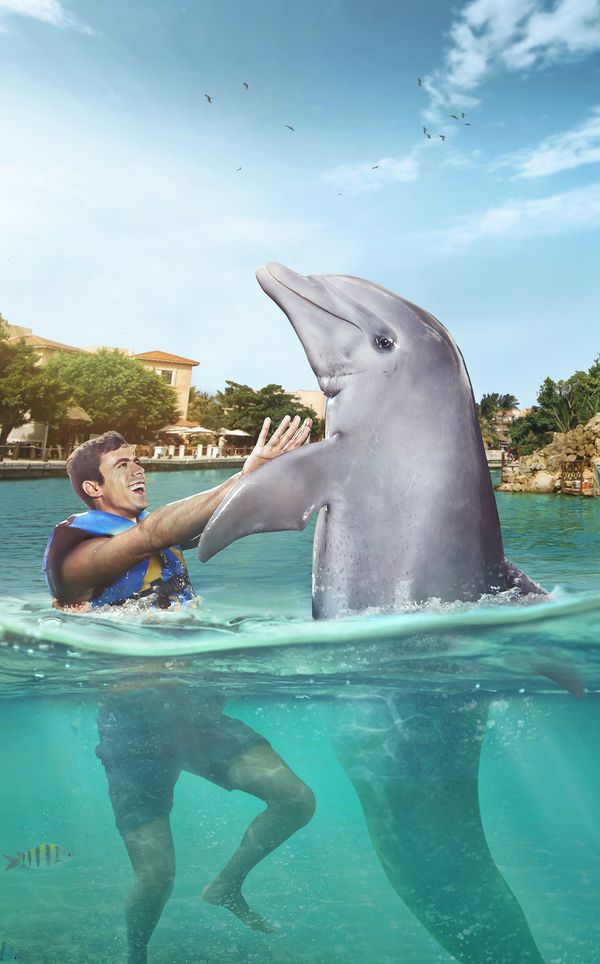 Dolphin Connection: nado con delfines en Puerto Aventuras — 2